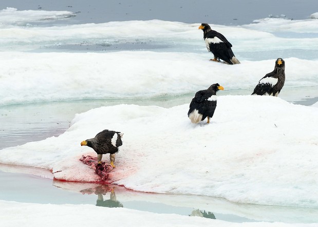 Stellar's Sea Eagles_Sea of Okhotsk_D.Brown