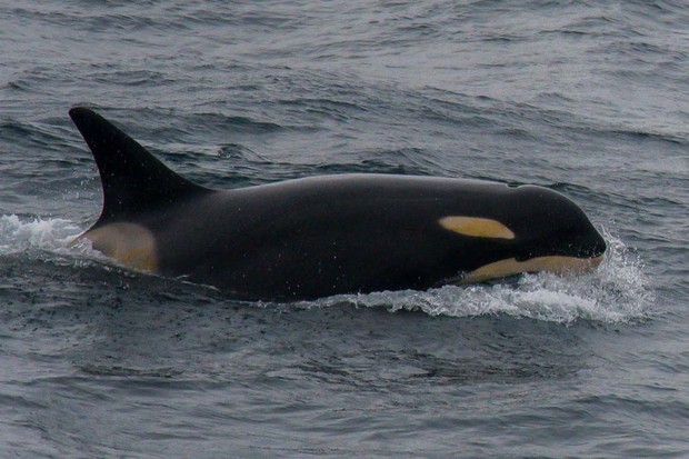 ©Lisle Gwynn Orca at Balleny Islands