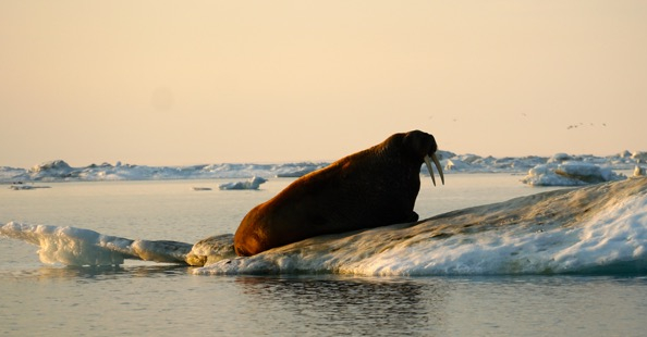Walrus on ice near Wrangel Island