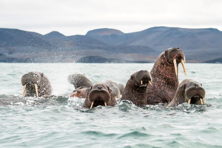 Walrus - Across the Top of the World_Russian Far East