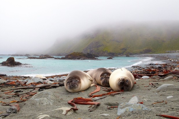 Weaners on Macquarie Island