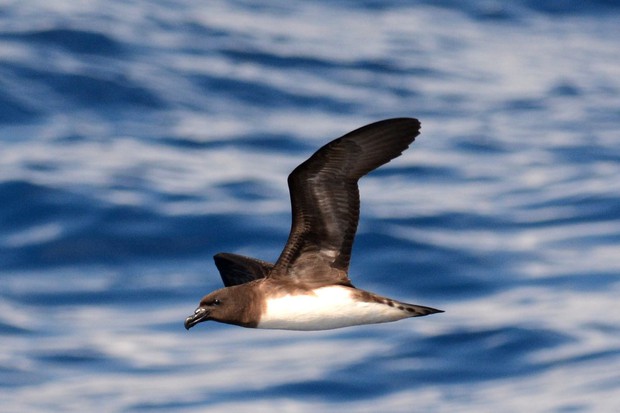 Tahiti Petrel L.Steijn