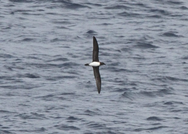 Beck's Petrel, New Ireland, Western Pacific Odyssey