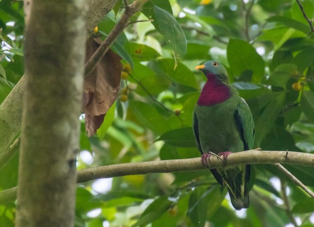 Claret-breasted Fruit Dove, Mount Austin, Honiara