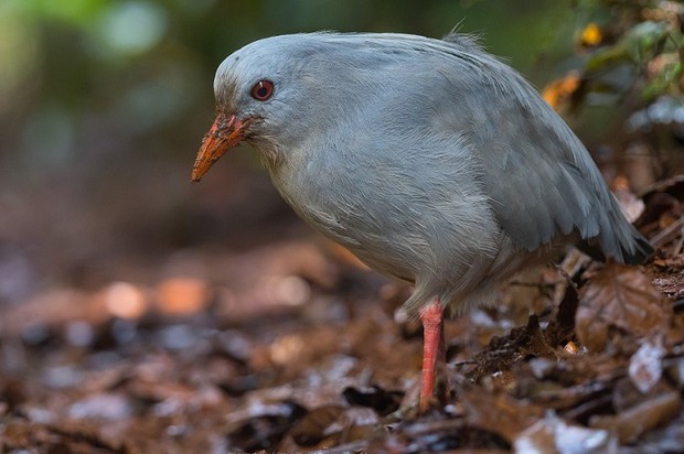 Kagu, Riviere Bleue, Noumea (c) L.Gywnn