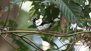 Kolombangara Monarch, Kolombangara Island, L.Gwynn