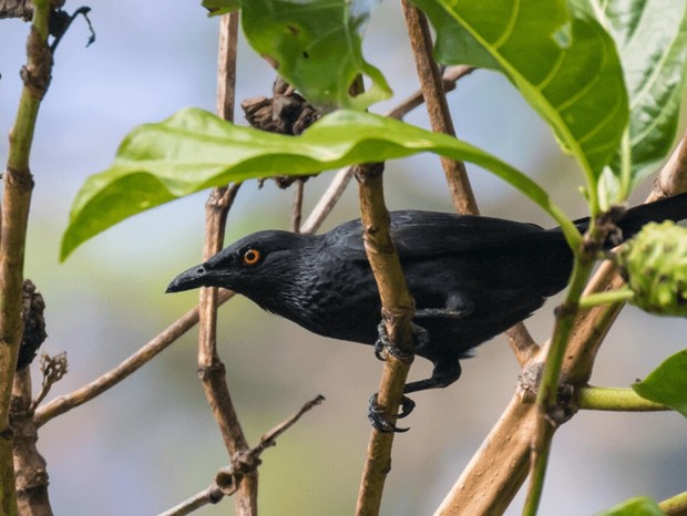 Birding Tetepare Island, Western Pacific Odyssey