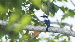 Ultramarine Kingfisher, Mt Austin, L.Gwynn