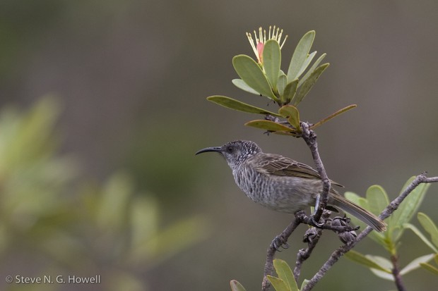 Barred Honeyeater, New Caledonia