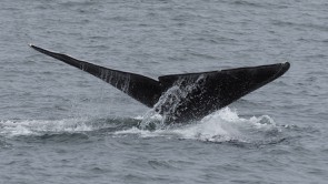 Whales near Kolyuchin Island 1827