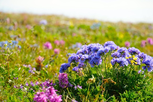 Wrangel Island flowers