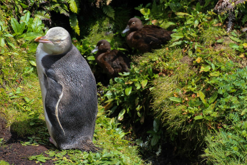 Yellow-eyed Penguin on an Auckland Islands cruise with Heritage Expeditions