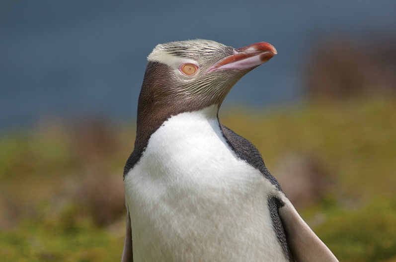 Yellow Penguin up close