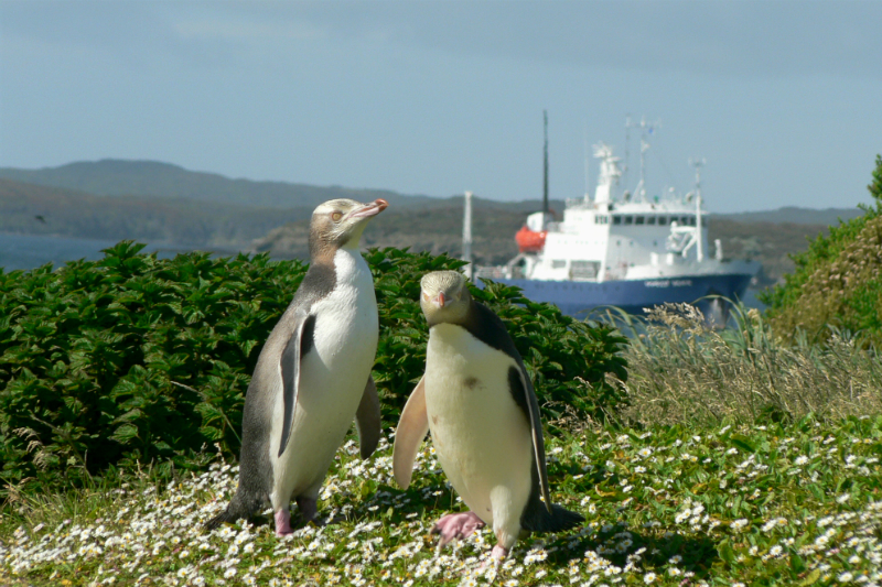 Two Yellow-eyed Penguins and Spirit of Enderby during an Auckland Island cruise with Heritage Expeditions