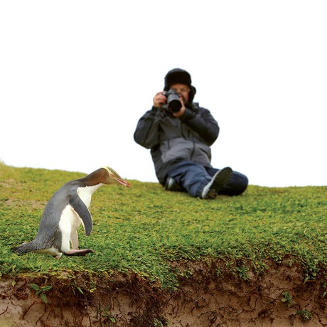 Yellow-eyed Penguin, Beyond Fiordland voyage