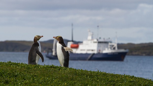 Yellow-eyed Penguins on Enderby Island