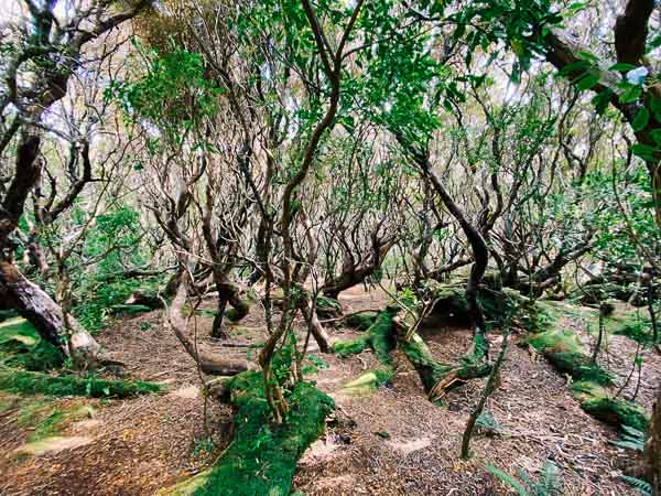©_n.russ,_heritage_expeditions_-_auckland_island_rata