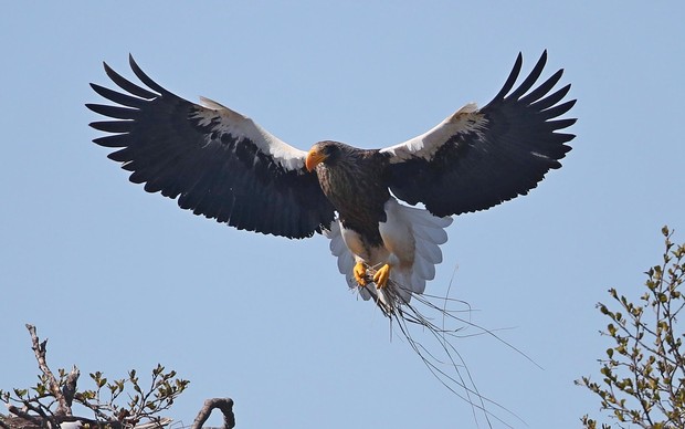 Steller's Sea Eagle in flight