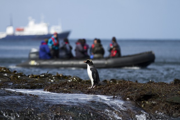 Antipodes Zodiac Cruise