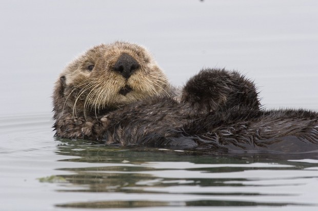 Sea Otter, M.Baird